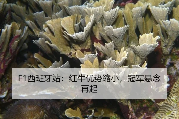 xi-ban-ya-zhan-hong-niu-you-shi-suo-xiao-guan-jun-xuan-nian-zai-qi-3-753.jpg